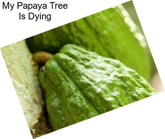 My Papaya Tree Is Dying