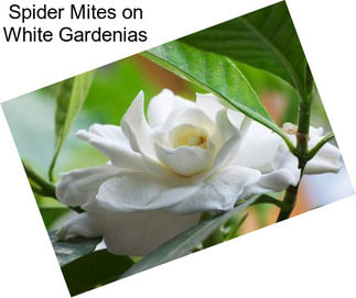 Spider Mites on White Gardenias