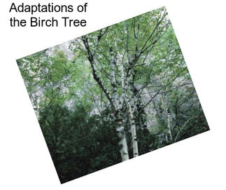 Adaptations of the Birch Tree