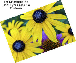 The Differences in a Black-Eyed Susan & a Sunflower