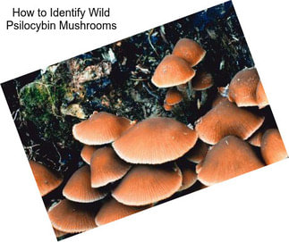 How to Identify Wild Psilocybin Mushrooms
