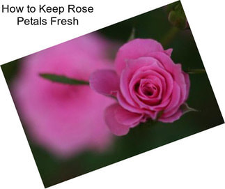 How to Keep Rose Petals Fresh