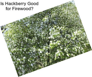 Is Hackberry Good for Firewood?