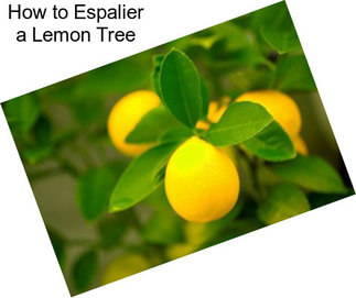 How to Espalier a Lemon Tree