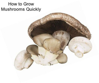 How to Grow Mushrooms Quickly