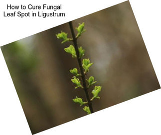 How to Cure Fungal Leaf Spot in Ligustrum