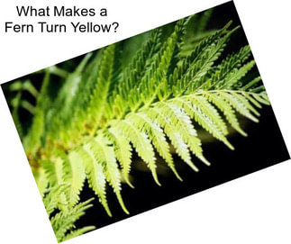 What Makes a Fern Turn Yellow?