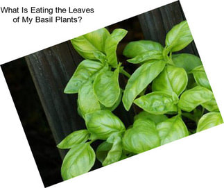What Is Eating the Leaves of My Basil Plants?