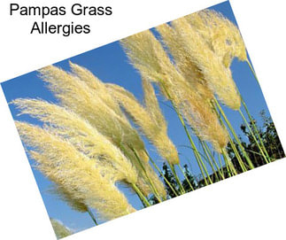 Pampas Grass Allergies