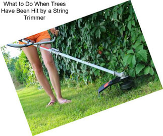 What to Do When Trees Have Been Hit by a String Trimmer