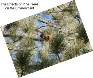 The Effects of Pine Trees on the Environment