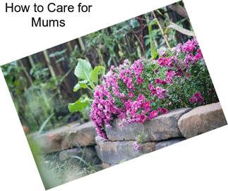 How to Care for Mums