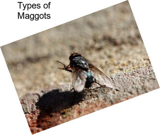 Types of Maggots