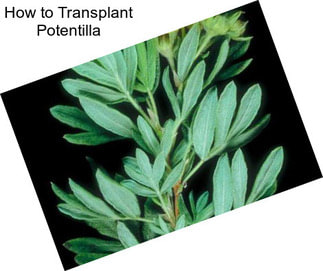 How to Transplant Potentilla