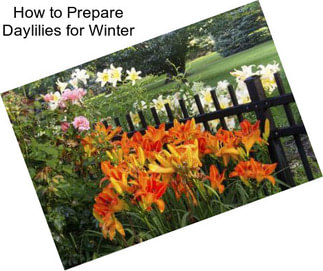 How to Prepare Daylilies for Winter