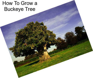 How To Grow a Buckeye Tree