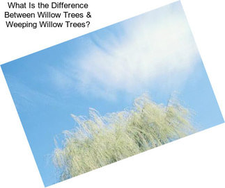 What Is the Difference Between Willow Trees & Weeping Willow Trees?