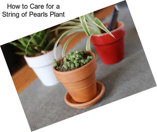 How to Care for a String of Pearls Plant