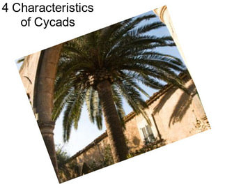4 Characteristics of Cycads