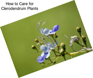 How to Care for Clerodendrum Plants