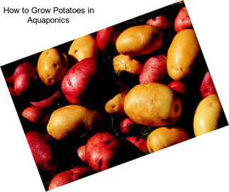 How to Grow Potatoes in Aquaponics