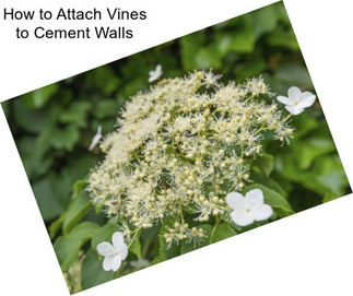 How to Attach Vines to Cement Walls