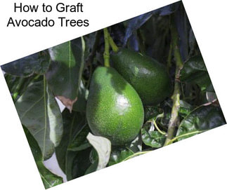 How to Graft Avocado Trees
