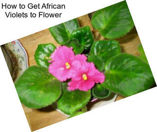 How to Get African Violets to Flower