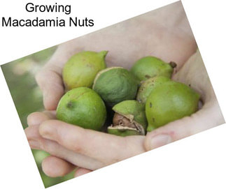 Growing Macadamia Nuts