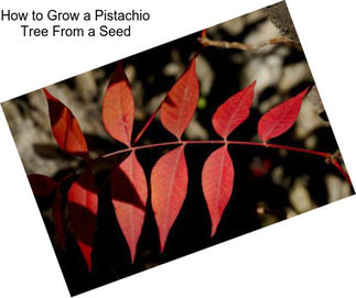 How to Grow a Pistachio Tree From a Seed