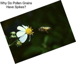 Why Do Pollen Grains Have Spikes?