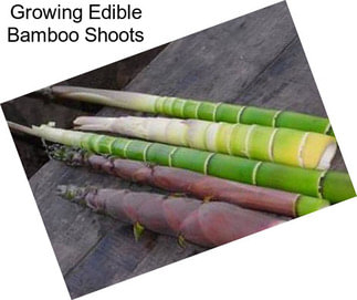 Growing Edible Bamboo Shoots