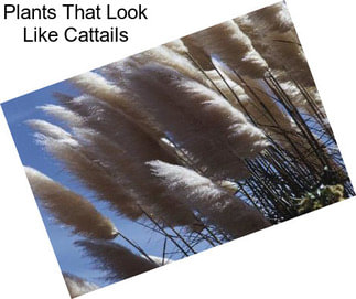 Plants That Look Like Cattails