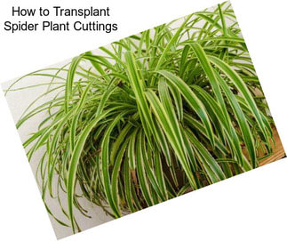 How to Transplant Spider Plant Cuttings