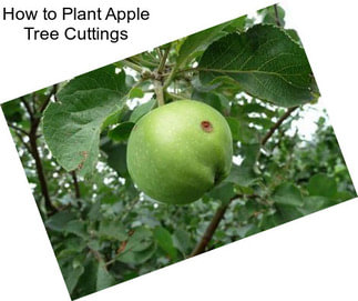 How to Plant Apple Tree Cuttings