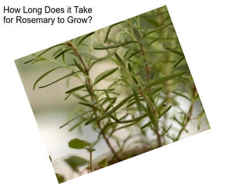 How Long Does it Take for Rosemary to Grow?