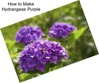 How to Make Hydrangeas Purple