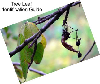 Tree Leaf Identification Guide