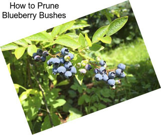 How to Prune Blueberry Bushes