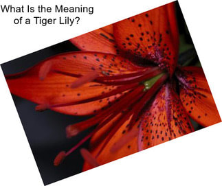 What Is the Meaning of a Tiger Lily?