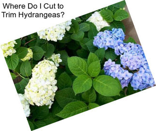 Where Do I Cut to Trim Hydrangeas?