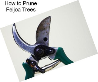 How to Prune Feijoa Trees