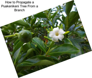 How to Propagate a Puakenikeni Tree From a Branch