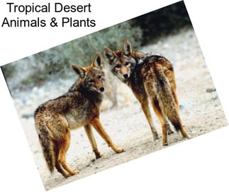 Tropical Desert Animals & Plants