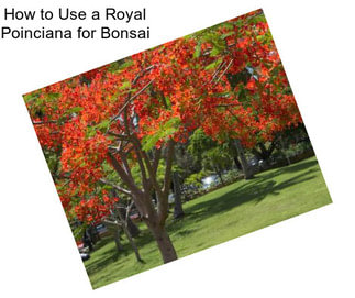 How to Use a Royal Poinciana for Bonsai