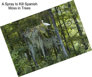 A Spray to Kill Spanish Moss in Trees