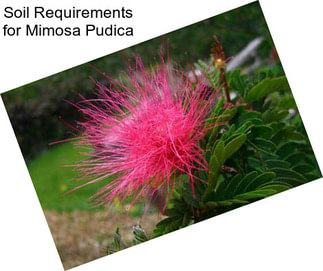 Soil Requirements for Mimosa Pudica