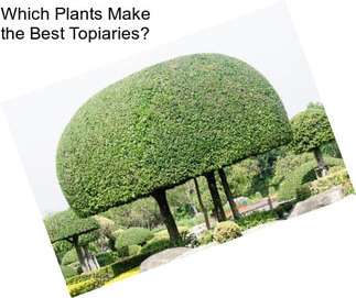 Which Plants Make the Best Topiaries?