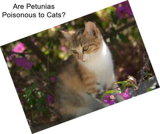 Are Petunias Poisonous to Cats?