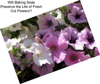 Will Baking Soda Preserve the Life of Fresh Cut Flowers?